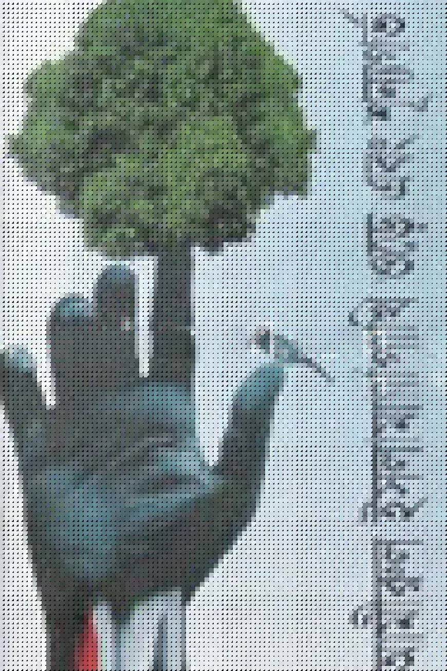 পাখি ওড়ে এবং শুন্যগর্ভ